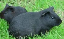 芒鼠怎么養(yǎng)？養(yǎng)芒鼠的效益