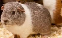 斯蘭德天竺鼠怎么養？斯蘭德天竺鼠的習性