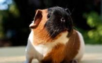 天竺鼠怎么養？天竺鼠的形態特征