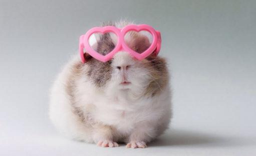 豚鼠是什么?豚鼠的外形特征