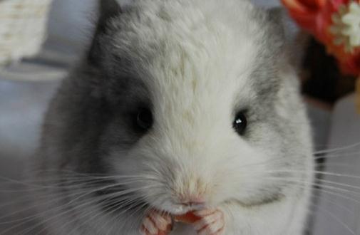 銀斑龍貓的簡(jiǎn)介-銀斑龍貓的形態(tài)特征