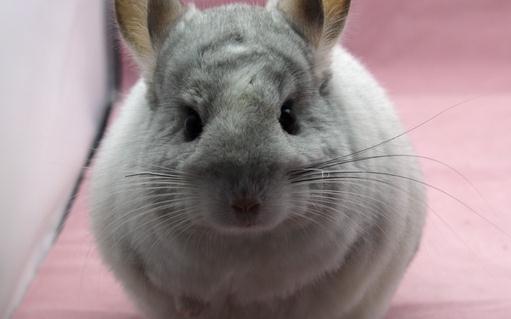 銀斑龍貓怎么養？健康銀斑龍貓的標準