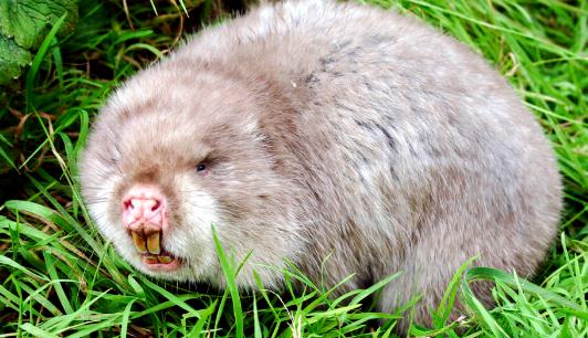 竹鼠怎么養(yǎng)？竹鼠的價(jià)值