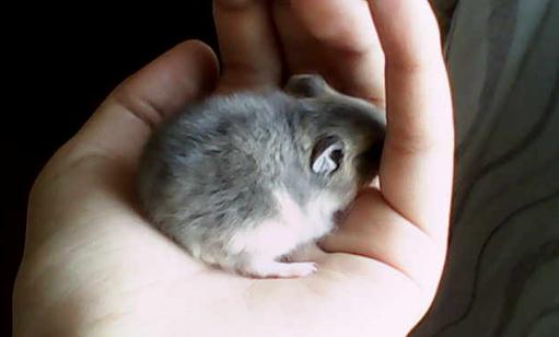 紫衣倉鼠怎么養？紫衣倉鼠的品種