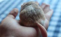 通心粉鼠的簡介-通心粉鼠怎么養？