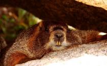 土撥鼠怎么養(yǎng)？土撥鼠的品種