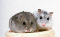 一線倉鼠的簡介-一線倉鼠的形態(tài)特征