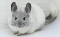 飼養(yǎng)銀斑龍貓都需要些什么？