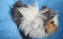 長卷毛天竺鼠怎么養(yǎng)？長卷毛天竺鼠飲食要點