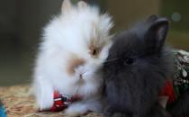 安哥拉兔的簡介-安哥拉兔怎么養？