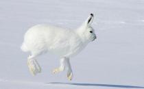 北極兔怎么養？北極兔是怎么生存的？