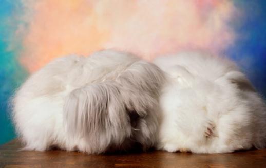 法國安哥拉兔怎么養?法國安哥拉兔的價格