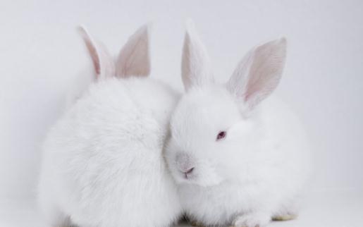 哈爾濱大白兔怎么養？哈白兔的養殖方法
