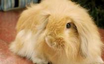 緞毛安哥拉兔的簡介-緞毛安哥拉兔的價格