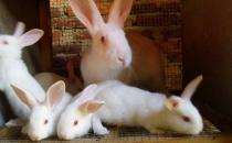 佛州白兔怎么養？佛州白兔簡介