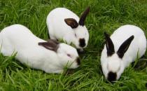 公羊兔怎么養？公羊兔的產地是哪里？