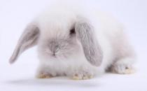 公主兔形態特征是怎樣的？