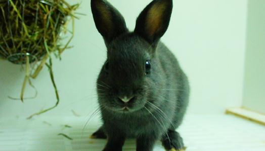 哈瓦那兔對(duì)飼養(yǎng)環(huán)境有什么要求？