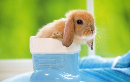 荷蘭垂耳兔怎么養？荷蘭垂耳兔的產地