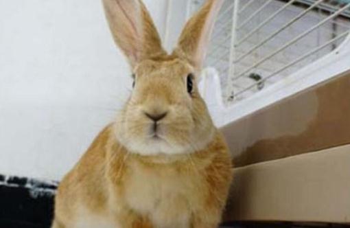 忌廉兔怎么養？忌廉兔的產地