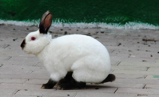加利福尼亞兔怎么養？加利福尼亞兔養殖方法