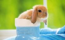 荷蘭垂耳兔怎么養(yǎng)？荷蘭垂耳兔的產(chǎn)地