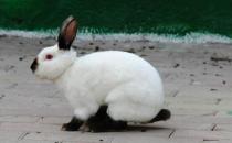 加利福尼亞兔怎么養？加利福尼亞兔養殖方法