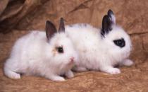 家兔怎么養？家兔吃什么？