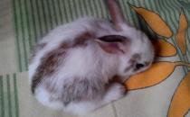 潔西伍莉的價(jià)格-潔西伍莉多少錢能買？