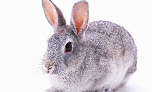 巨型格仔兔怎么養?巨型格仔兔養殖方法