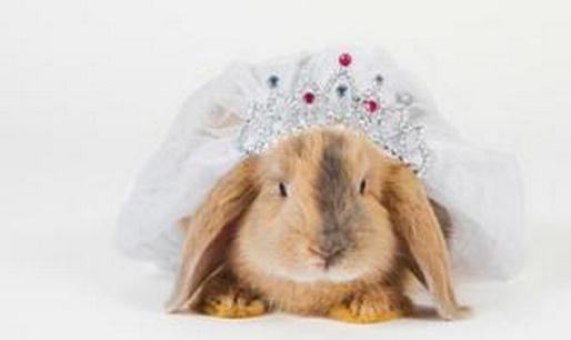 巨型花明兔的簡介-巨型花明兔是什么兔子？