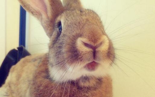 巨型花明兔怎么養(yǎng)?巨型花明兔養(yǎng)殖方法