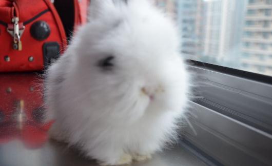 貓貓兔的產(chǎn)地-貓貓兔如何喂養(yǎng)?