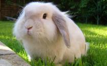 美國黃褐色家兔怎么養(yǎng)？美國黃褐色家兔的養(yǎng)法