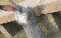 金吉拉兔的產(chǎn)地-金吉拉兔有哪些品種？