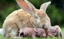 巨型格仔兔多少錢一只？