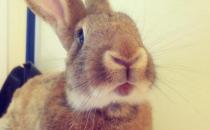 巨型花明兔怎么養？巨型花明兔養殖方法