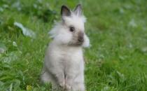 巨型金吉拉兔的簡介-巨型金吉拉兔是什么？