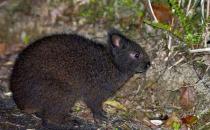 琉球兔怎么養？琉球兔吃什么？