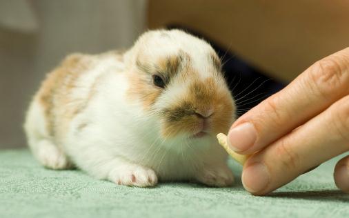 迷你兔怎么養？迷你兔的飼養方法