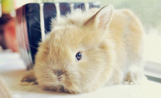 獅子兔兔籠要什么樣的才好?