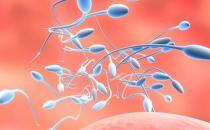 精子在女性體內是啥樣
