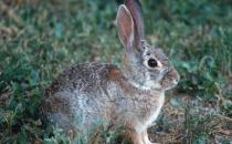 沙漠棉兔怎么養？沙漠棉兔吃什么？