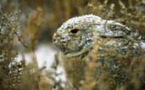 沙漠棉尾兔怎么養(yǎng)？沙漠棉尾兔吃什么？