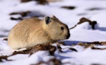 鼠兔的簡介-鼠兔是怎樣的？