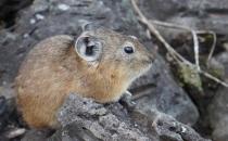 鼠兔產自哪里？鼠兔的外形特征