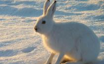 塔里木兔是什么品種？塔里木兔的簡(jiǎn)介