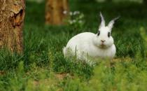 熊貓兔多少錢能夠買得到？