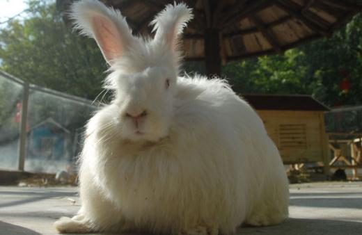 英國安哥拉兔的價格是多少?