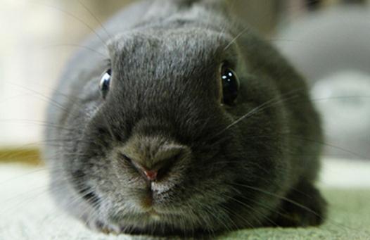 銀狐兔產自哪里？銀狐兔的飼養方法